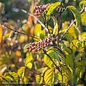 #5 Viburnum dilatatum Cardinal Candy/ Linden