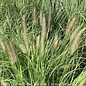 #2 Grass Pennisetum alop Hameln/ Dwarf Fountain