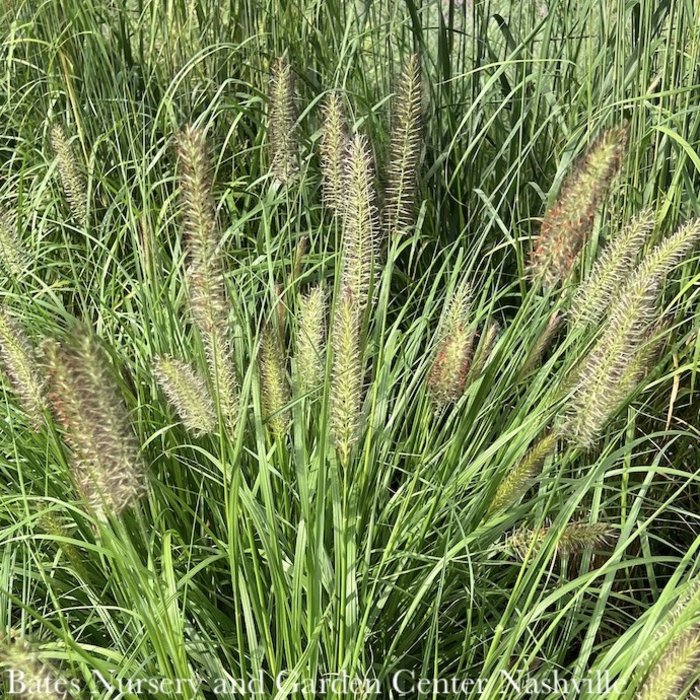 #1 Grass Pennisetum alop Hameln/ Dwarf Fountain