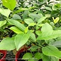 Edible #5! PT Citrus Meyeri Lemon Patio Tree /Tropical - No Warranty
