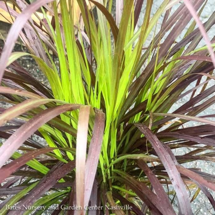 Tropical QP Grass Pennisetum set Rubrum/ Purple Fountain - No Warranty