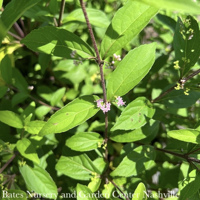 #3 Callicarpa dichotoma Early Amethyst/Beautyberry