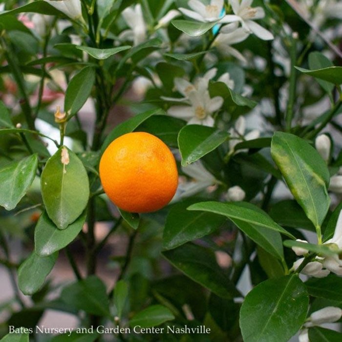 Edible #5! PT Citrus Calamondin Orange Patio Tree /Tropical  - No Warranty