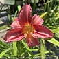 #1 Hemerocallis x Happy Ever Appster Rosy Returns/Daylily Repeat