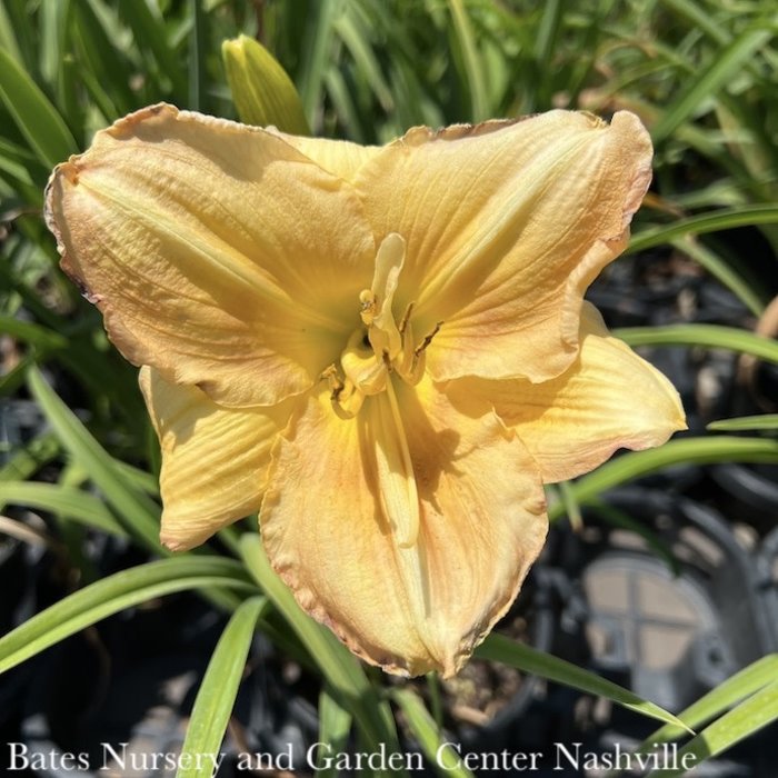 #1 Hemerocallis 'Big Kiss'/Daylily Repeat Double Peach