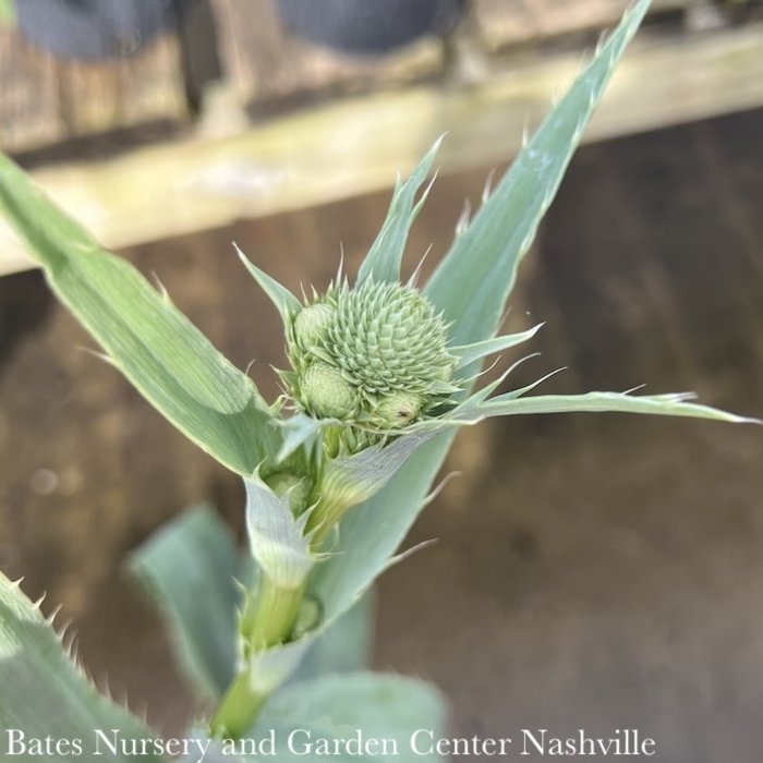 #1 Eryngium yuccifolium AB/ Rattlesnake Master Native (TN)