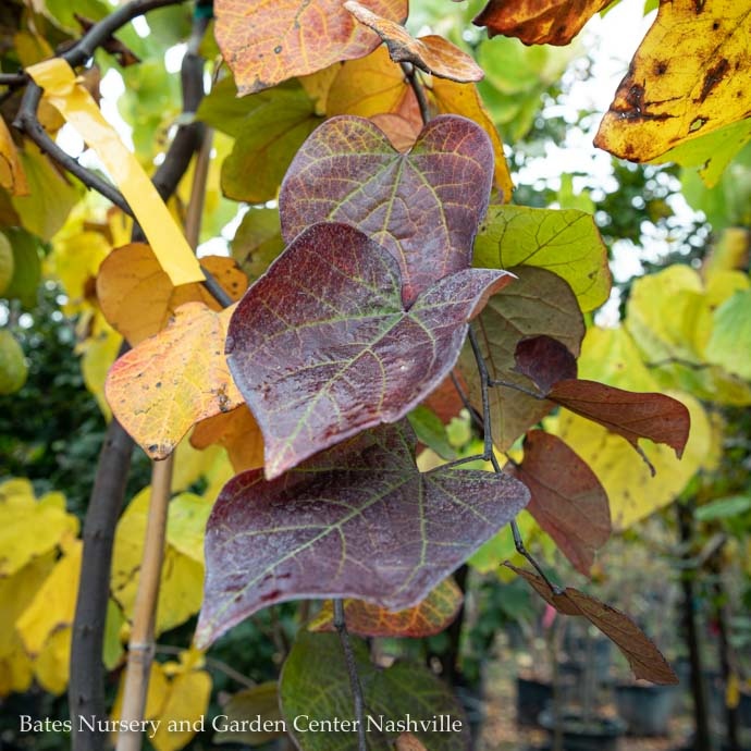 #15 Cercis can Ruby Falls/ Weeping Purple Foliage Redbud Native (TN)