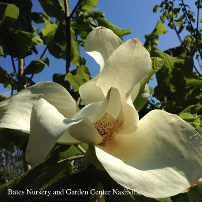 #15 Magnolia ashei/  Deciduous Bigleaf White Ashe's