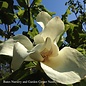 #15 Magnolia ashei/Ashes Deciduous Bigleaf