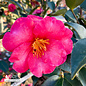 #5 Camellia sas Kanjiro/ Cerise Pink Semi-Double - No Warranty