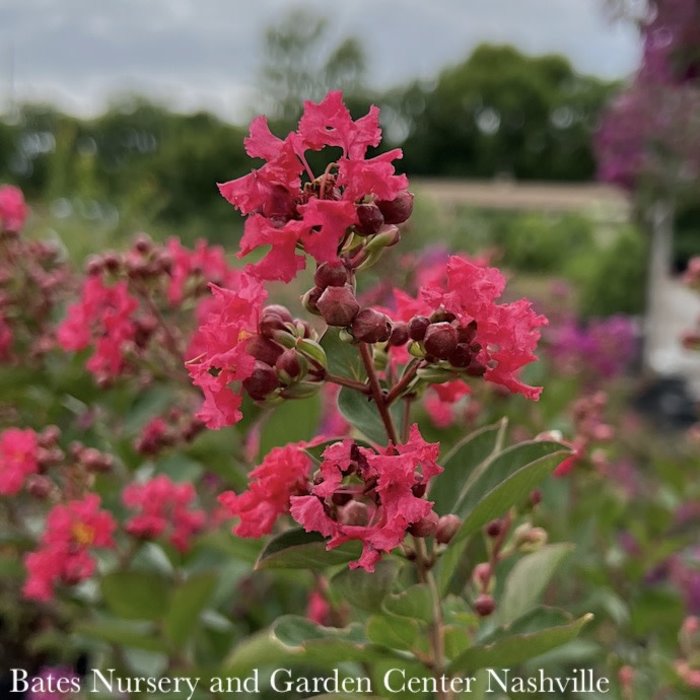 #2 Lagerstroemia Bellini 'Raspberry'/ Dwarf Crape Myrtle