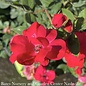 #3 Rosa Single Knock Out Red/Shrub Rose - No Warranty