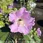 #3 Hibiscus syr Polly Petite/Rose of Sharon/Lavender-Pink Dwarf Althea