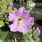 #2s Hibiscus sp. PW Pollypetite/ Rose of Sharon/ Dwarf Lavender-pink Althea