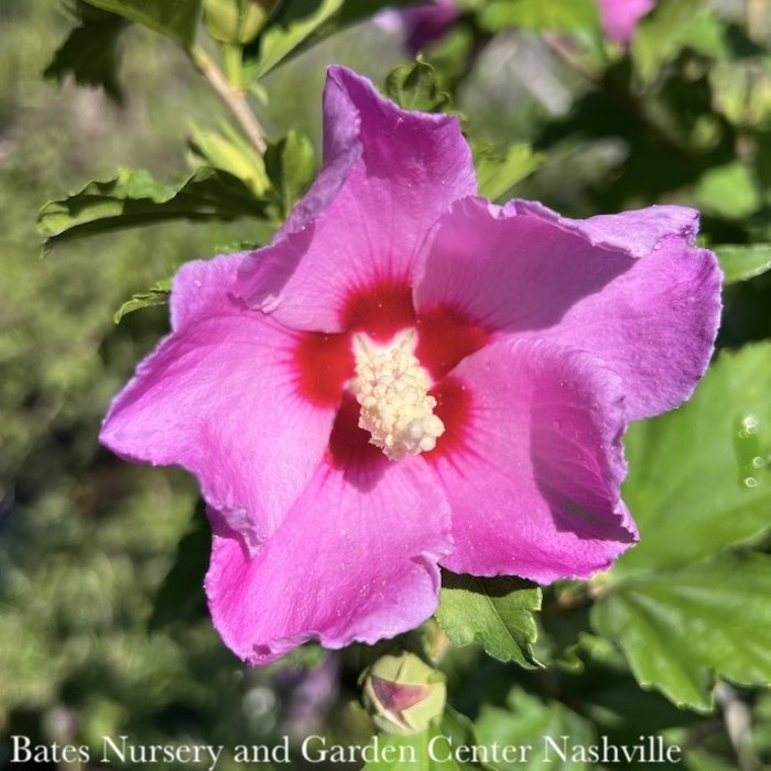 Topiary #7 PT Hibiscus syr Aphrodite/ Pink Rose Of Sharon/ Althea Patio Tree