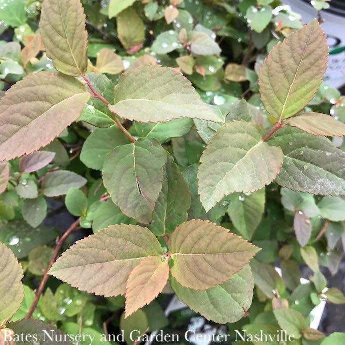 #3 Spiraea media PW Double Play 'Blue Kazoo'/ White Flowers