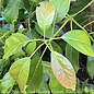 Tropical Edible #3 Persea americana Pancho/Avocado - No Warranty