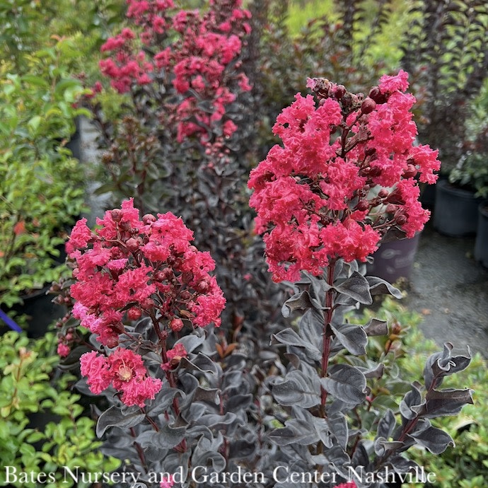 D60Lagerstroemia / Crape Myrtle 3 Lagerstroemia ind PW Center Stage