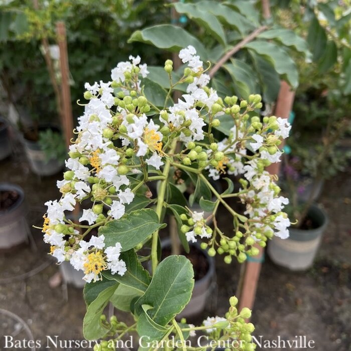 #5 Lagerstroemia indica x fauriei Natchez/White Crape Myrtle