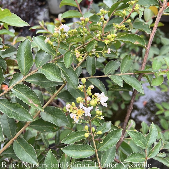 #3 Lagerstroemia x SL Early Bird 'White'/ White Dwarf Crape Myrtle