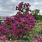 Topiary #7PT Lagerstroemia Purple Star/Crape Myrtle Patio Tree