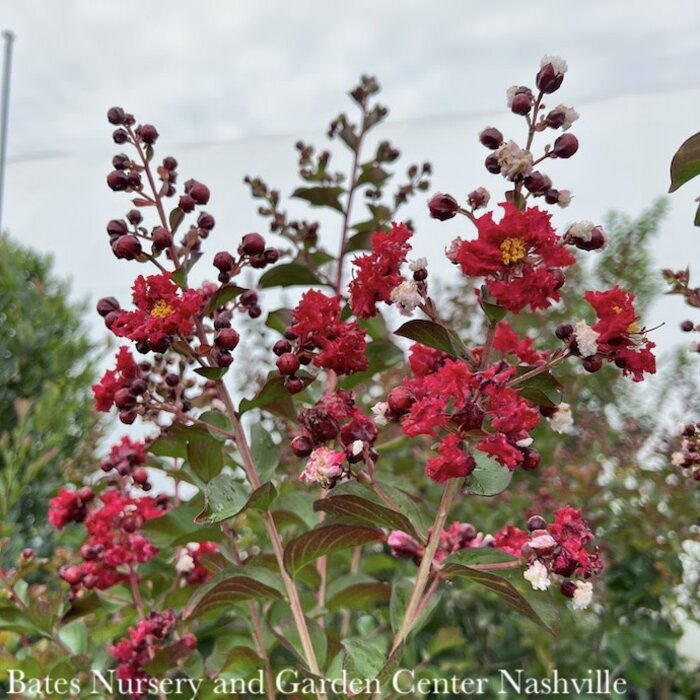 #7 Lagerstroemia Dynamite/ True-red Semi-dwarf Crape Myrtle