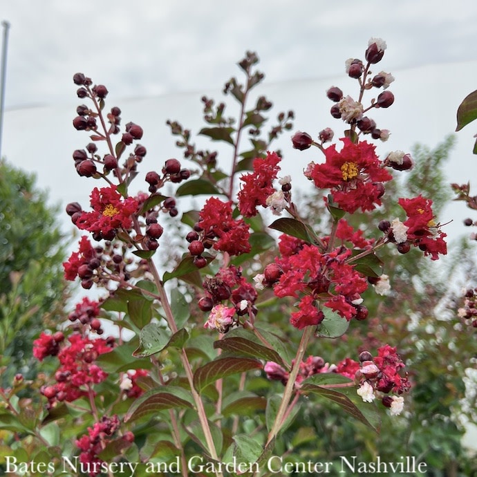 #15 Lagerstroemia Dynamite/ True-red Semi-dwarf Crape Myrtle