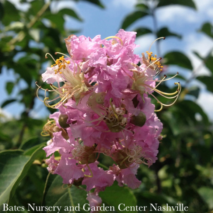 #15 SINGLE Lagerstroemia x Muskogee/ Light Lavender Crape Myrtle