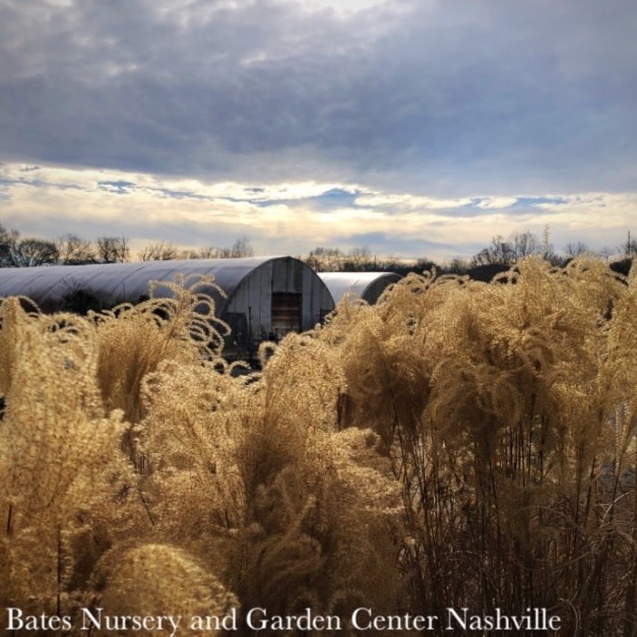 #1 Grass Miscanthus sine Gracillimus/ Maiden