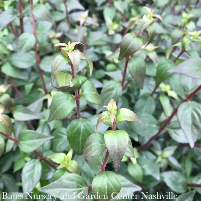 #3 Abelia x grandiflora/Glossy
