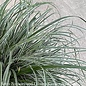 #1 Grass Carex osh EverColor Everest/Sedge Variegated