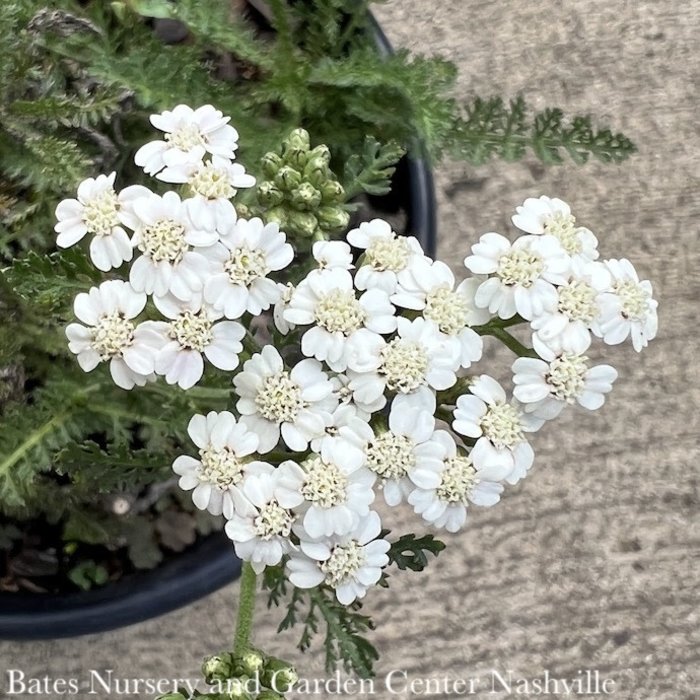 #1 Achillea millefolium New Vintage White/Yarrow