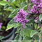 #3 Syringa Bloomerang Dwarf Purple/Lilac