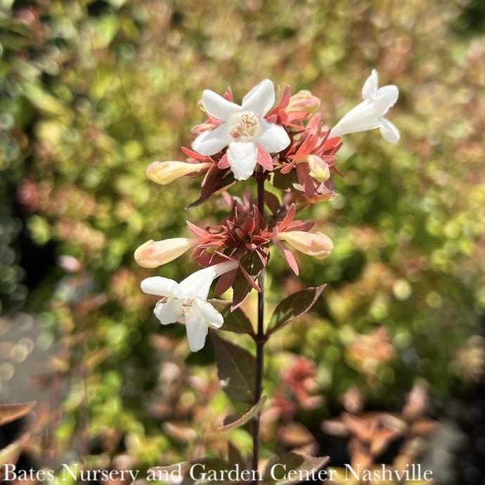 #2.5 Abelia x grand Little Richard/ White Compact