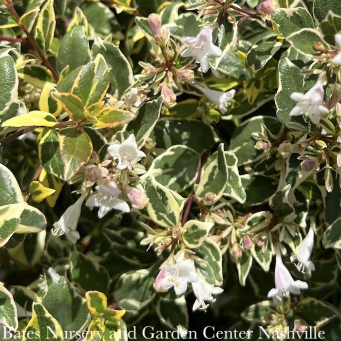 #3 Abelia x grand Twist Of Lime/ Variegated