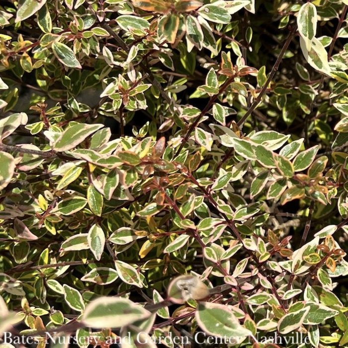 #3 Abelia x grand Twist Of Orange/ Variegated