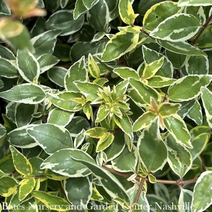 #2.5 Abelia x grand Radiance/ Variegated