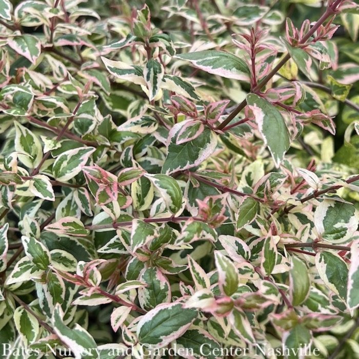 #3 Abelia x Mardi Gras/ Variegated Fragrant