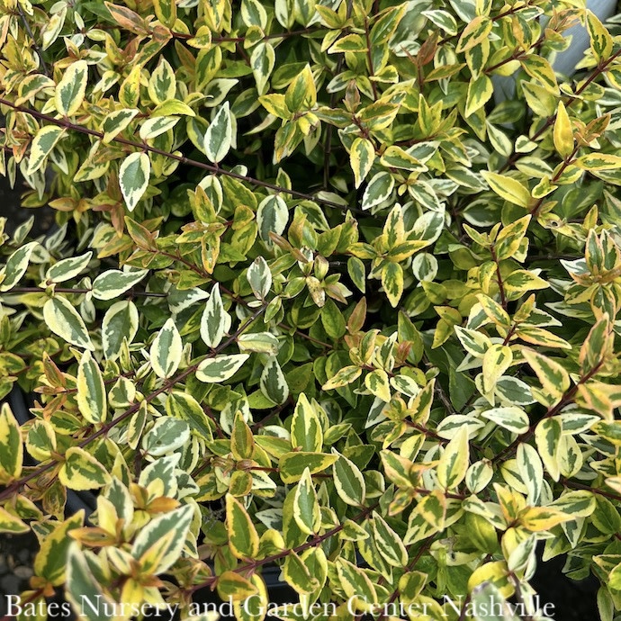 #2s Abelia x grand Kaleidoscope/ Variegated