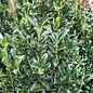 Topiary #5 PT Ilex x Emerald Colonnade/ Holly (male) Patio Tree