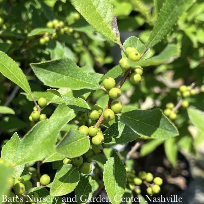 #3 Ilex vert Little Goblin Orange/ Deciduous Winterberry Holly (female) Native (TN)