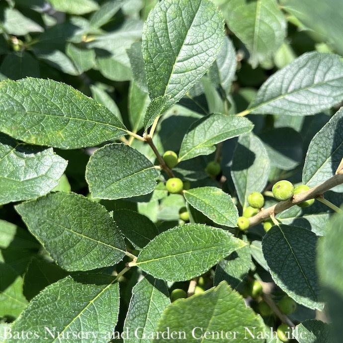 #3 Ilex vert Red Sprite/ Deciduous Winterberry Holly (female) Native (TN)