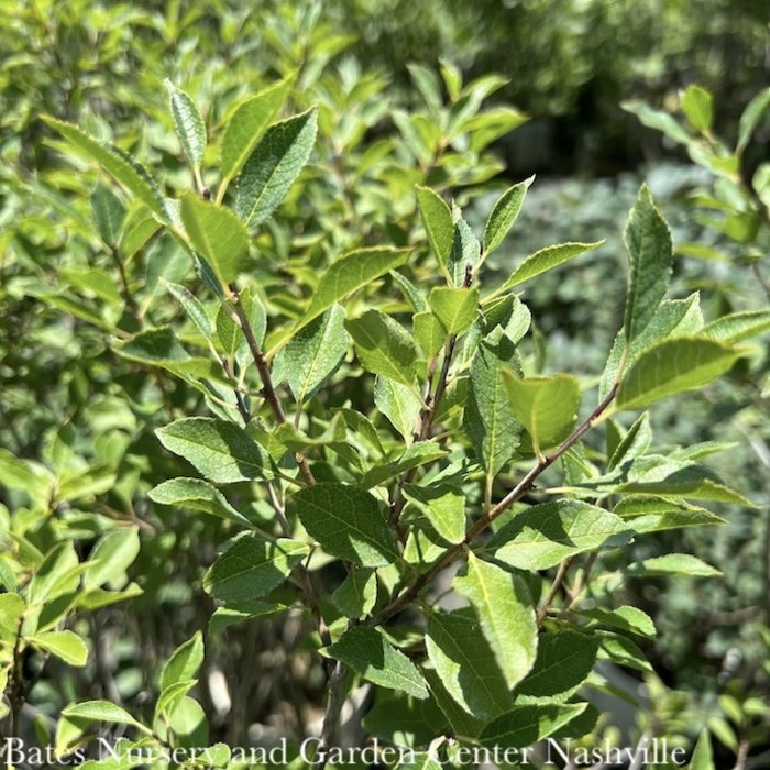 #5 Ilex vert Little Goblin Guy/ Deciduous  Winterberry Holly (male) Native (TN)