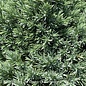 #2 Juniperus squa Blue Star/ Mounding Juniper