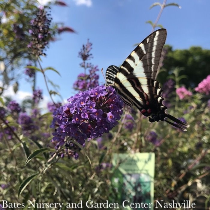 #3 Buddleia davidii Nanho Blue/Butterfly Bush