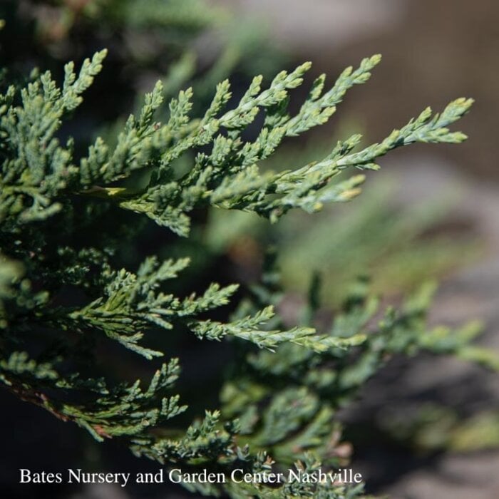 #1 Juniperus horizontalis 'Wiltonii' Blue Rug/Creeping Juniper