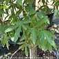 #15 Quercus phellos/ Willow Oak Native (TN)