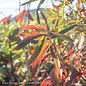#30 Quercus phellos/Willow Oak Native (TN)