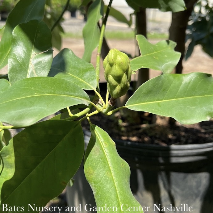 #25 Magnolia virginiana/Deciduous Multi Stem Sweetbay