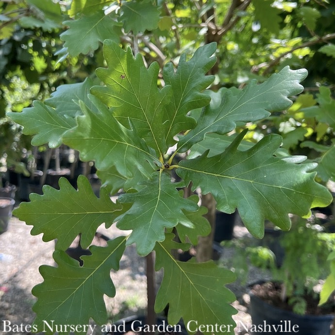 #30 Quercus x Heritage/ English Hybrid Oak